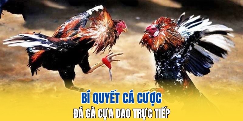 Bí quyết cá cược đá gà cựa dao trực tiếp