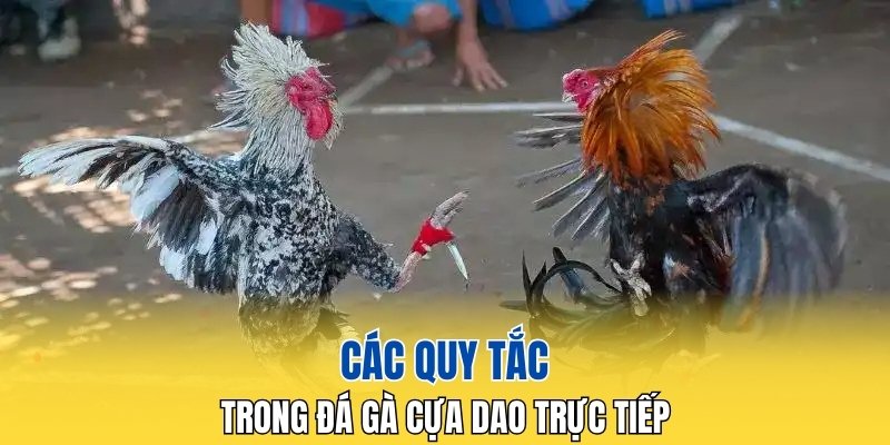 Các quy tắc trong đá gà cựa dao trực tiếp