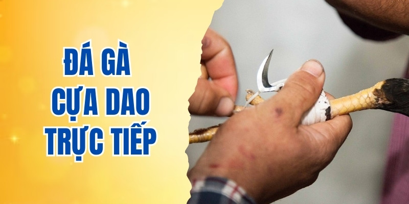 Đá gà cựa dao trực tiếp