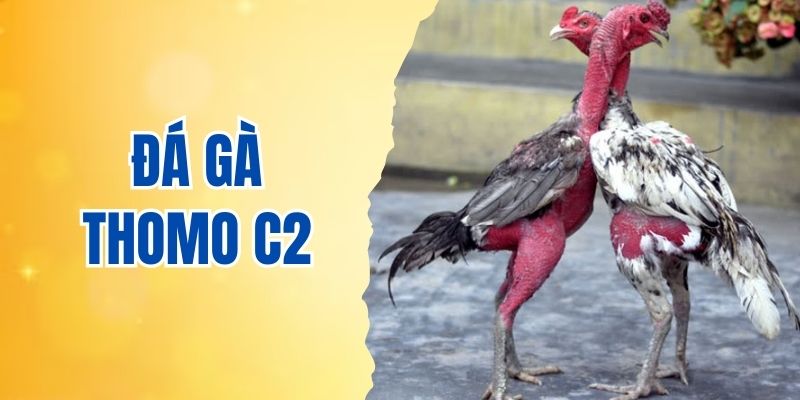đá gà Thomo C2