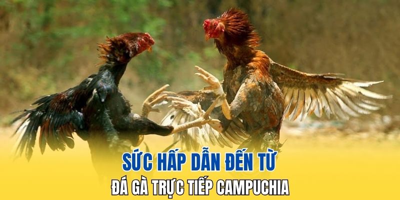 Đá gà trực tiếp Campuchia mang đến sự kịch tính