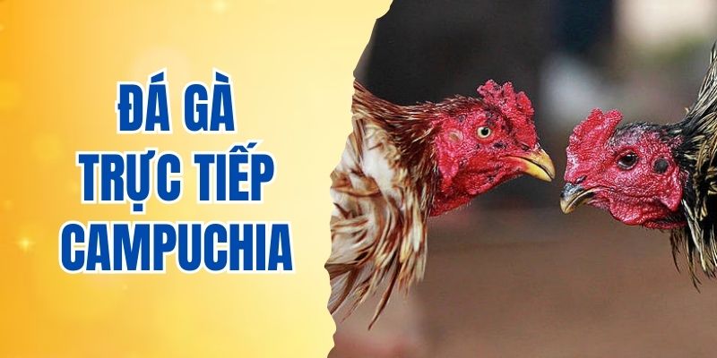 đá gà trực tiếp Campuchia