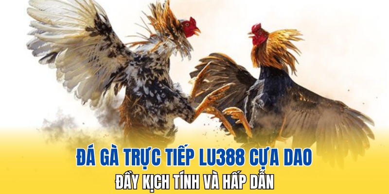 Đá gà trực tiếp LU388 cựa dao đầy kịch tính và hấp dẫn