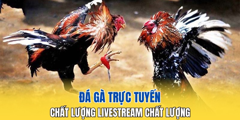 Đá gà trực tuyến với chất lượng livestream chất lượng