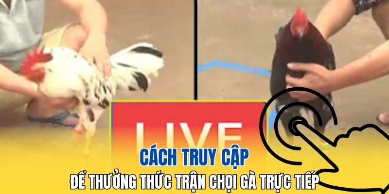 Hướng dẫn cách truy cập thưởng thức đá gà