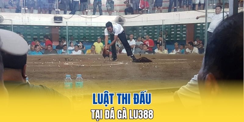 Luật thi đấu tại đá gà LU388 