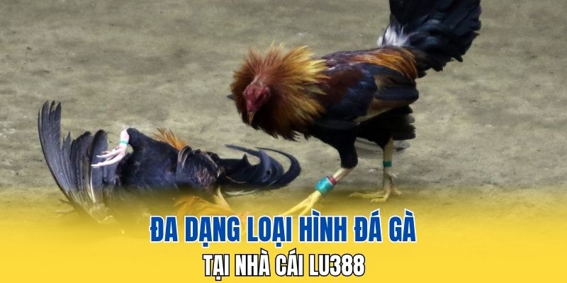 Nhiều loại hình thi đấu đá gà trực tiếp Campuchia hấp dẫn tại LU388