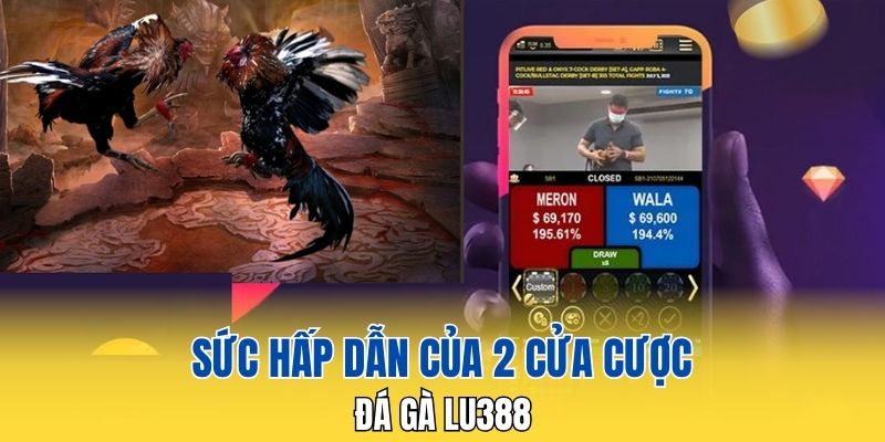 Sức hấp dẫn của 2 cửa cược đá gà LU388 