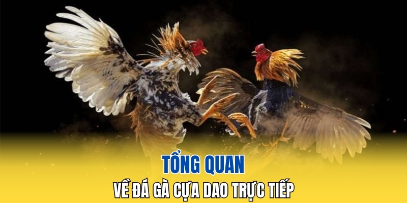 Tổng quan về đá gà cựa dao trực tiếp