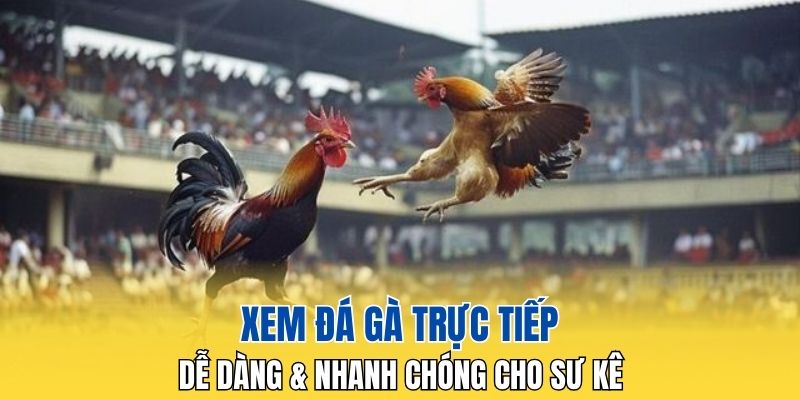 Xem đá gà trực tiếp dễ dàng cho sư kê