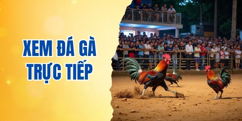 xem đá gà trực tiếp